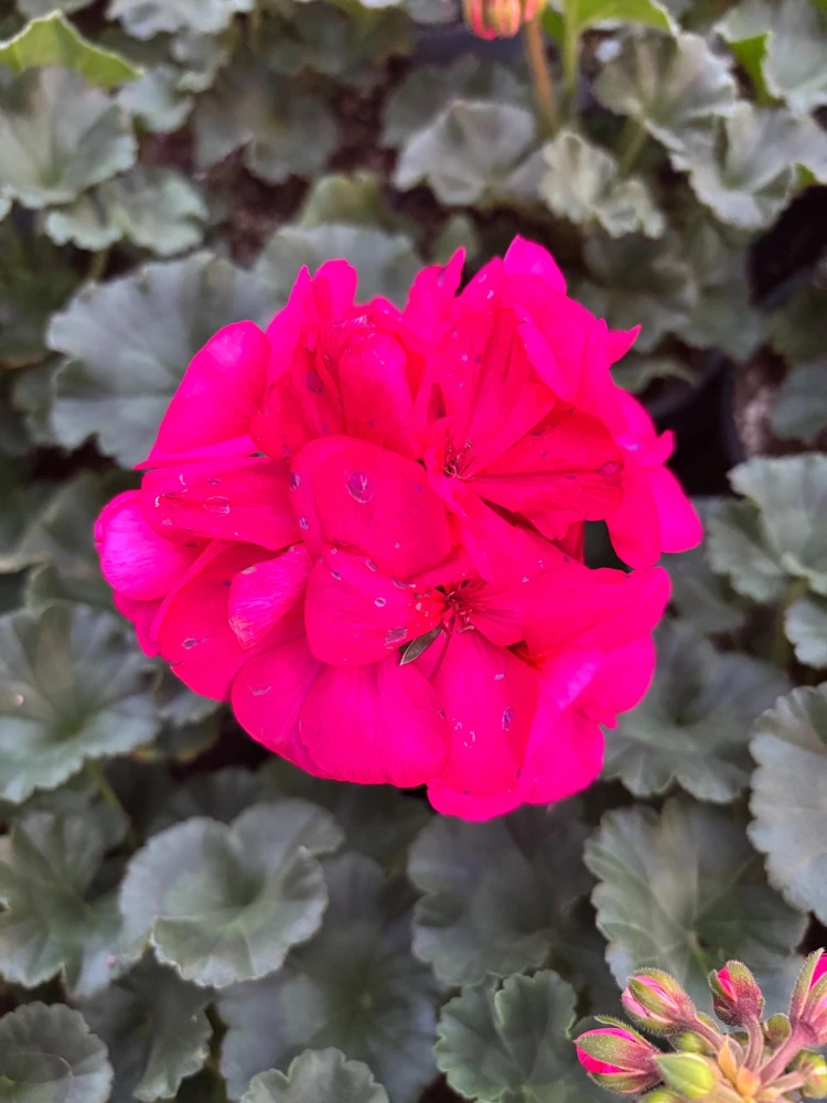 Darko Neon Purple Zonal Geranium Live Plant – 4.5 inch Pot – Vibrant Flowers - Image 2