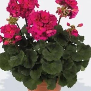 Darko Neon Purple Zonal Geranium Live Plant – 4.5 inch Pot – Vibrant Flowers - Image 3