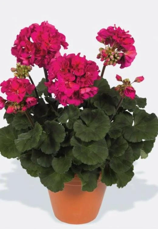 Darko Neon Purple Zonal Geranium Live Plant – 4.5 inch Pot – Vibrant Flowers - Image 3