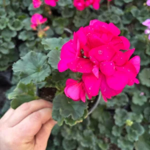 Darko Neon Purple Zonal Geranium Live Plant – 4.5 inch Pot – Vibrant Flowers - Image 4