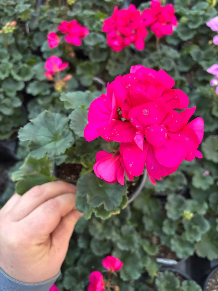 Darko Neon Purple Zonal Geranium Live Plant – 4.5 inch Pot – Vibrant Flowers - Image 4