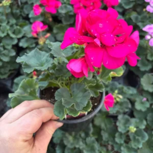 Darko Neon Purple Zonal Geranium Live Plant – 4.5 inch Pot – Vibrant Flowers - Image 5