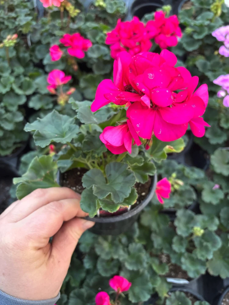Darko Neon Purple Zonal Geranium Live Plant – 4.5 inch Pot – Vibrant Flowers - Image 5