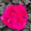 Darko Neon Purple Zonal Geranium Live Plant – 4.5 inch Pot – Vibrant Flowers - Image 1