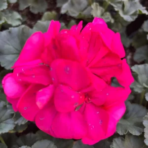 Darko Neon Purple Zonal Geranium Live Plant – 4.5 inch Pot – Vibrant Flowers - Image 1