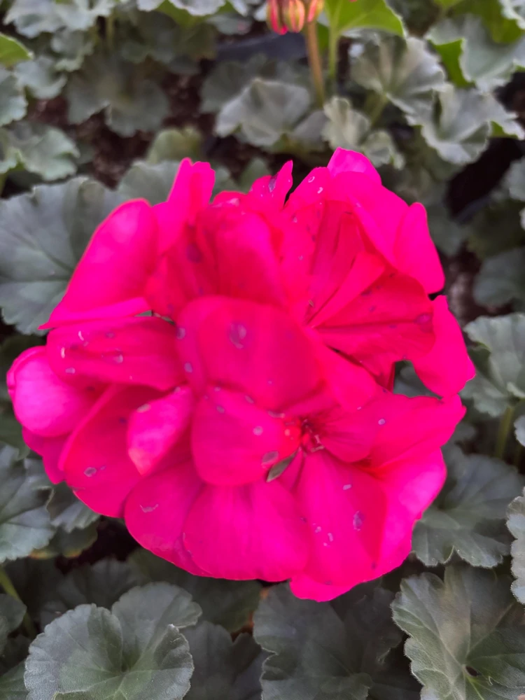 Darko Neon Purple Zonal Geranium Live Plant – 4.5 inch Pot – Vibrant Flowers - Image 1