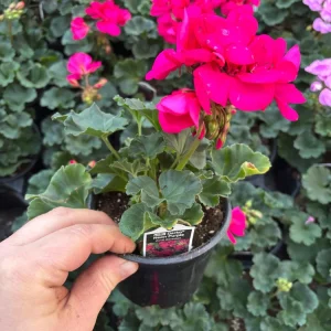 Darko Neon Purple Zonal Geranium Live Plant – 4.5 inch Pot – Vibrant Flowers - Image 6