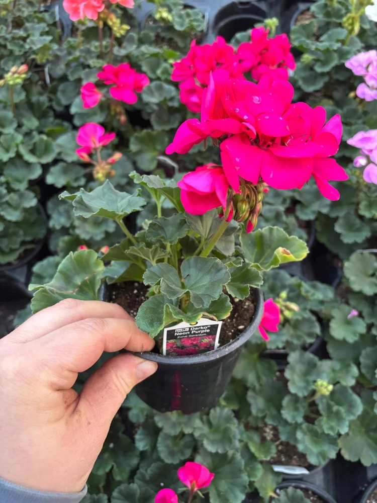 Darko Neon Purple Zonal Geranium Live Plant – 4.5 inch Pot – Vibrant Flowers - Image 6