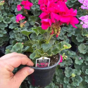 Darko Neon Purple Zonal Geranium Live Plant – 4.5 inch Pot – Vibrant Flowers - Image 7