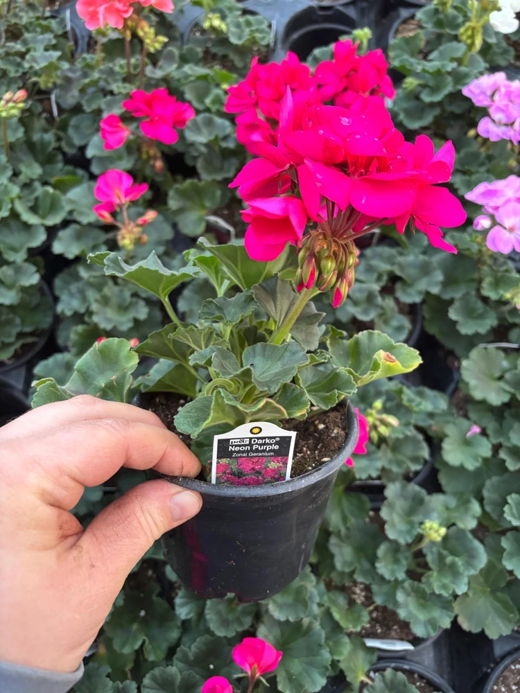 Darko Neon Purple Zonal Geranium Live Plant – 4.5 inch Pot – Vibrant Flowers - Image 7