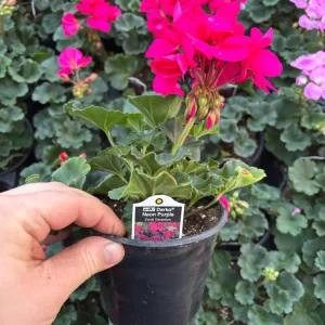 Darko Neon Purple Zonal Geranium Live Plant – 4.5 inch Pot – Vibrant Flowers - Image 8
