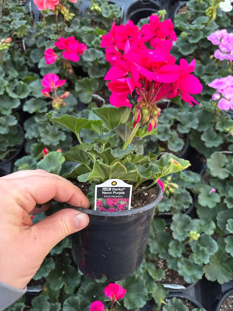 Darko Neon Purple Zonal Geranium Live Plant – 4.5 inch Pot – Vibrant Flowers - Image 8