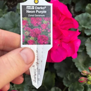 Darko Neon Purple Zonal Geranium Live Plant – 4.5 inch Pot – Vibrant Flowers - Image 9