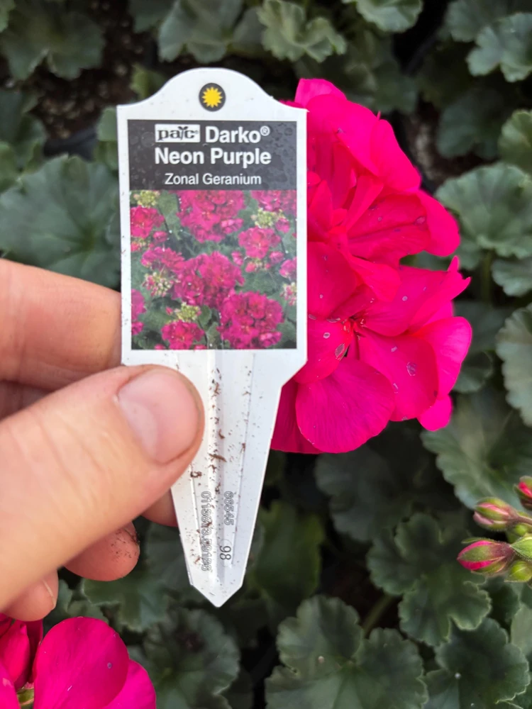 Darko Neon Purple Zonal Geranium Live Plant – 4.5 inch Pot – Vibrant Flowers - Image 9