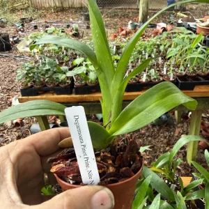 Degarmoara Pinot Princess 'Nite Naulege' Orchid Live Plant 3 inch pot - Image 3