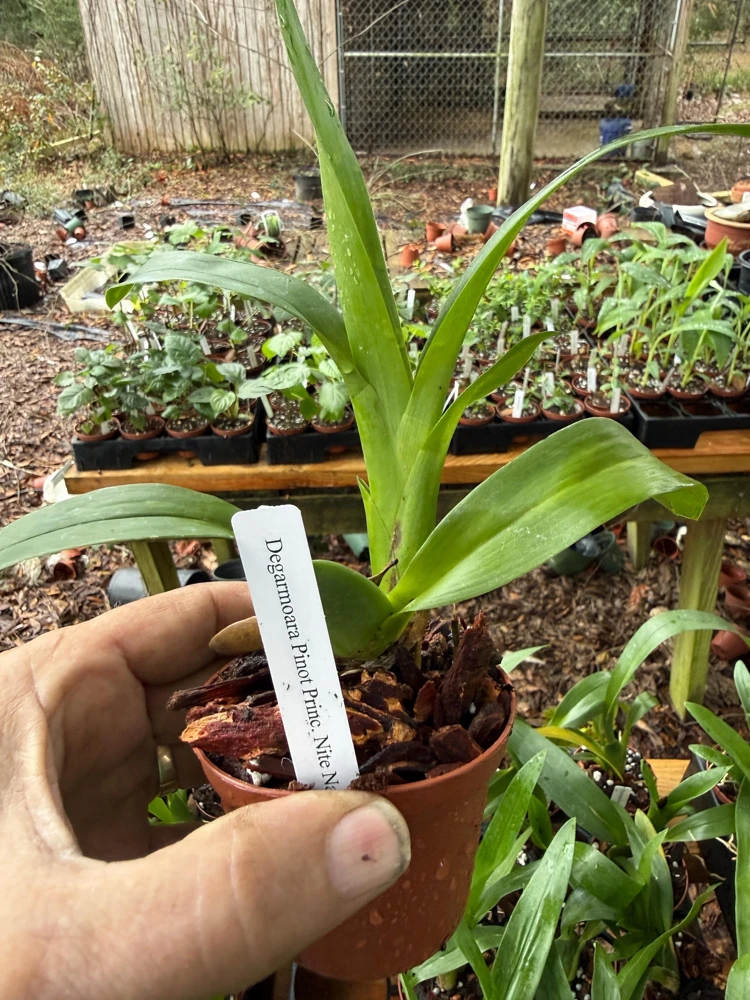 Degarmoara Pinot Princess 'Nite Naulege' Orchid Live Plant 3 inch pot - Image 3
