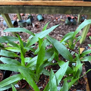Degarmoara Pinot Princess 'Nite Naulege' Orchid Live Plant 3 inch pot - Image 4