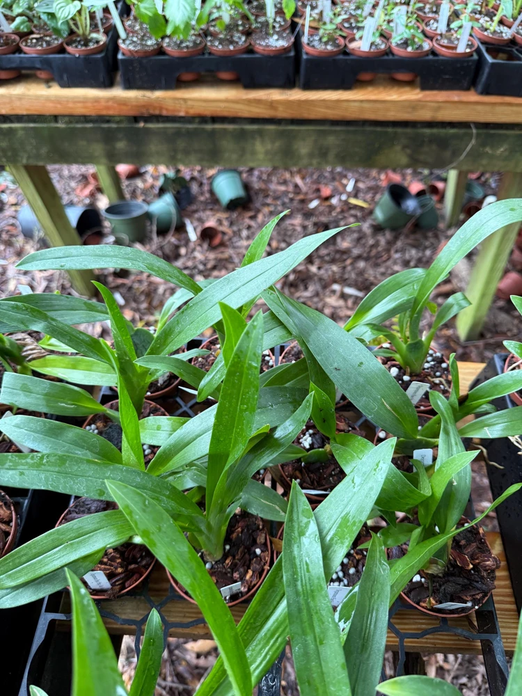 Degarmoara Pinot Princess 'Nite Naulege' Orchid Live Plant 3 inch pot - Image 4