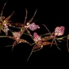 Degarmoara Pinot Princess 'Nite Naulege' Orchid Live Plant 3 inch pot - Image 1
