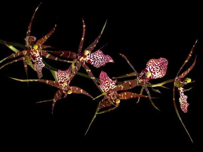 Degarmoara Pinot Princess 'Nite Naulege' Orchid Live Plant 3 inch pot - Image 1