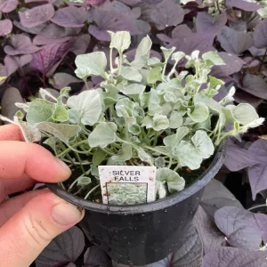 Dichondra Silver Falls Live Plant – 4.5 inch Pot – Trailing Foliage for Baskets & Groundcover - Image 2