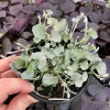 Dichondra Silver Falls Live Plant – 4.5 inch Pot – Trailing Foliage for Baskets & Groundcover - Image 1