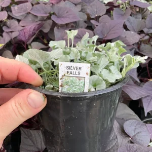 Dichondra Silver Falls Live Plant – 4.5 inch Pot – Trailing Foliage for Baskets & Groundcover - Image 3