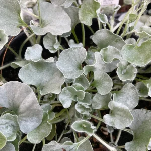 Dichondra Silver Falls Live Plant – 4.5 inch Pot – Trailing Foliage for Baskets & Groundcover - Image 4