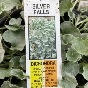 Dichondra Silver Falls Live Plant – 4.5 inch Pot – Trailing Foliage for Baskets & Groundcover - Image 5
