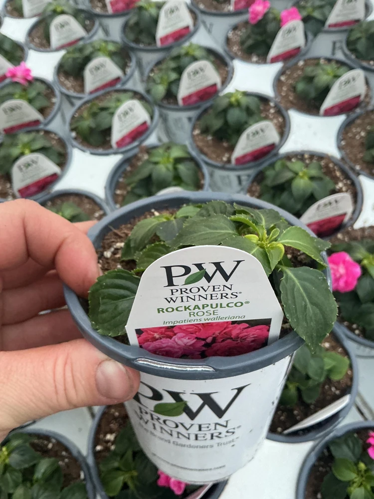 Double Impatiens 'Rockapulco Rose' Live Plant – 4.5" Pot – Vibrant Pink Blooms - Image 10