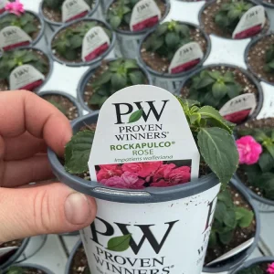 Double Impatiens 'Rockapulco Rose' Live Plant – 4.5" Pot – Vibrant Pink Blooms - Image 11