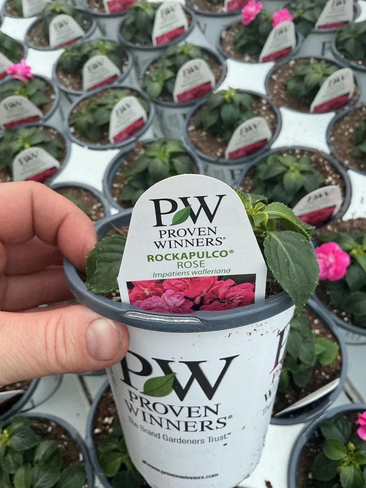 Double Impatiens 'Rockapulco Rose' Live Plant – 4.5" Pot – Vibrant Pink Blooms - Image 11