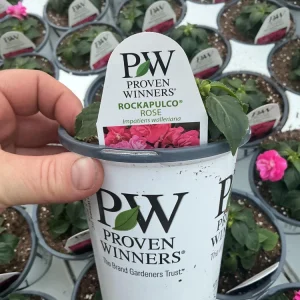 Double Impatiens 'Rockapulco Rose' Live Plant – 4.5" Pot – Vibrant Pink Blooms - Image 12