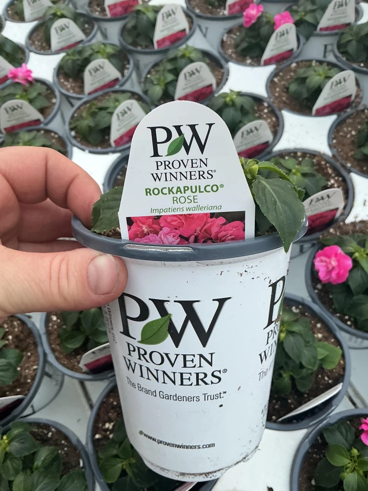 Double Impatiens 'Rockapulco Rose' Live Plant – 4.5" Pot – Vibrant Pink Blooms - Image 12