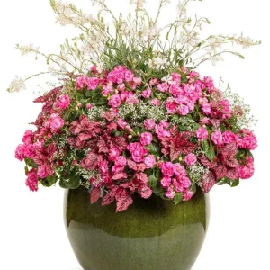 Double Impatiens 'Rockapulco Rose' Live Plant – 4.5" Pot – Vibrant Pink Blooms - Image 2