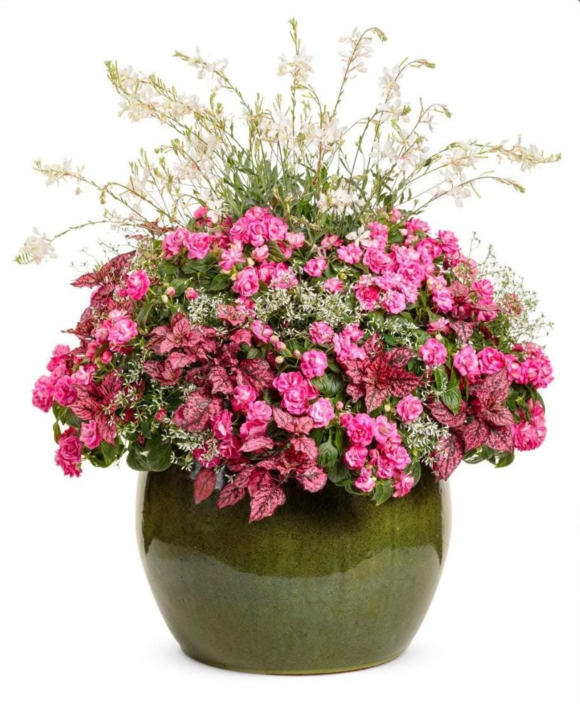 Double Impatiens 'Rockapulco Rose' Live Plant – 4.5" Pot – Vibrant Pink Blooms - Image 2