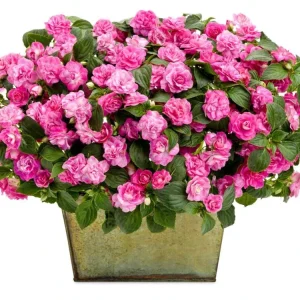 Double Impatiens 'Rockapulco Rose' Live Plant – 4.5" Pot – Vibrant Pink Blooms - Image 3