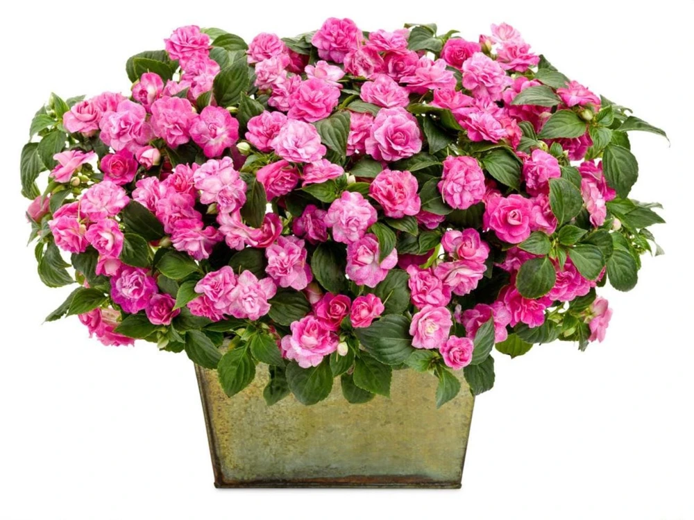 Double Impatiens 'Rockapulco Rose' Live Plant – 4.5" Pot – Vibrant Pink Blooms - Image 3