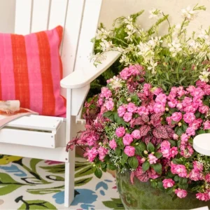 Double Impatiens 'Rockapulco Rose' Live Plant – 4.5" Pot – Vibrant Pink Blooms - Image 4