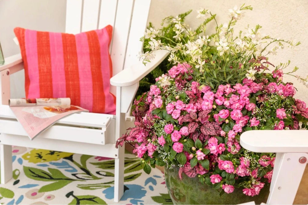 Double Impatiens 'Rockapulco Rose' Live Plant – 4.5" Pot – Vibrant Pink Blooms - Image 4