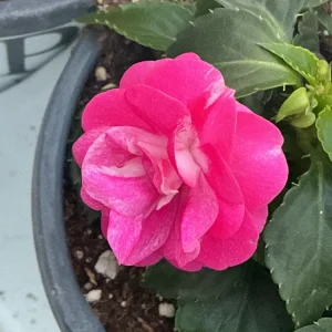 Double Impatiens 'Rockapulco Rose' Live Plant – 4.5" Pot – Vibrant Pink Blooms - Image 5