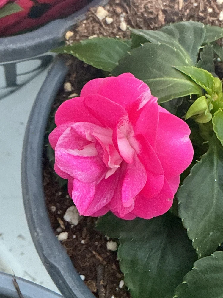 Double Impatiens 'Rockapulco Rose' Live Plant – 4.5" Pot – Vibrant Pink Blooms - Image 5