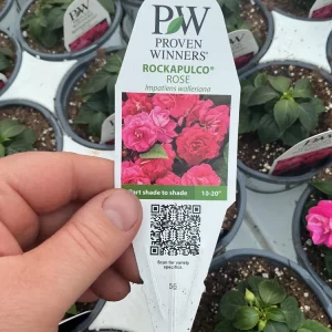 Double Impatiens 'Rockapulco Rose' Live Plant – 4.5" Pot – Vibrant Pink Blooms - Image 6