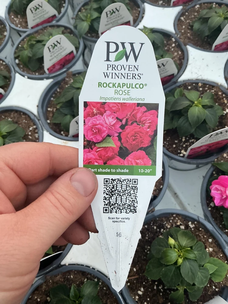 Double Impatiens 'Rockapulco Rose' Live Plant – 4.5" Pot – Vibrant Pink Blooms - Image 6