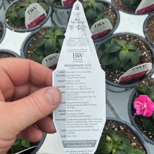 Double Impatiens 'Rockapulco Rose' Live Plant – 4.5" Pot – Vibrant Pink Blooms - Image 7