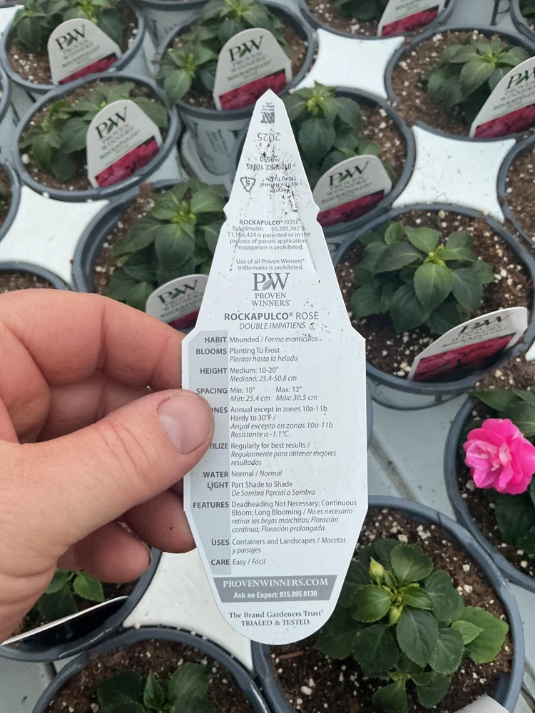 Double Impatiens 'Rockapulco Rose' Live Plant – 4.5" Pot – Vibrant Pink Blooms - Image 7