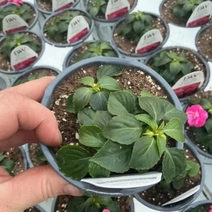 Double Impatiens 'Rockapulco Rose' Live Plant – 4.5" Pot – Vibrant Pink Blooms - Image 8