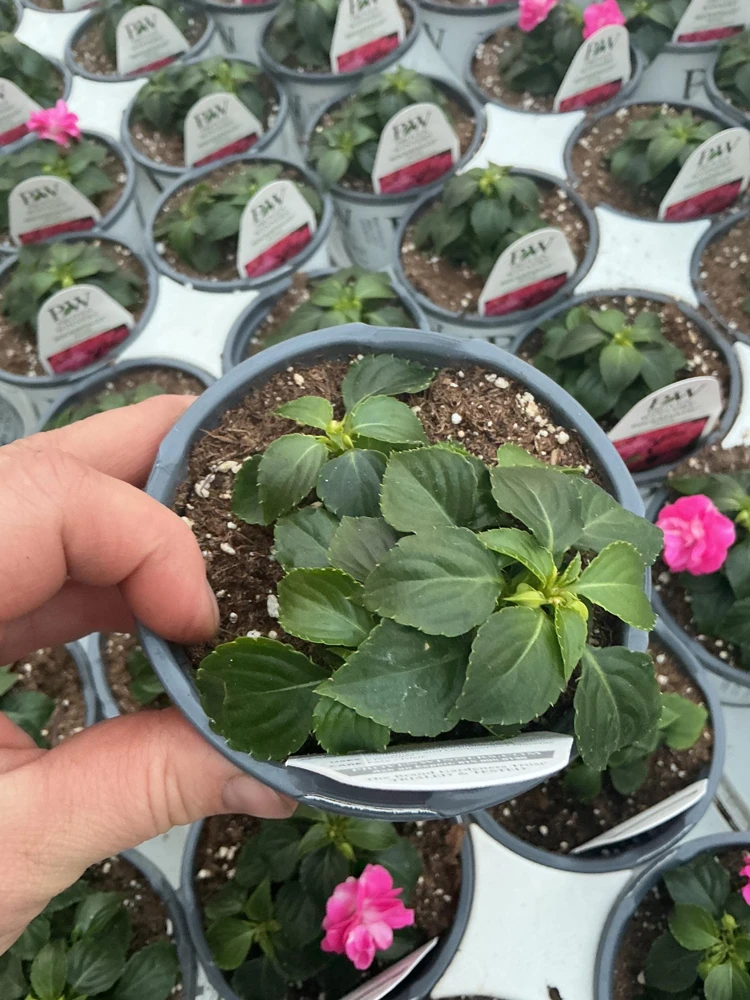 Double Impatiens 'Rockapulco Rose' Live Plant – 4.5" Pot – Vibrant Pink Blooms - Image 8