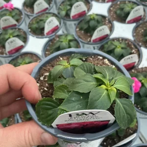 Double Impatiens 'Rockapulco Rose' Live Plant – 4.5" Pot – Vibrant Pink Blooms - Image 9