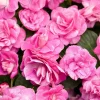 Double Impatiens 'Rockapulco Rose' Live Plant – 4.5" Pot – Vibrant Pink Blooms - Image 1